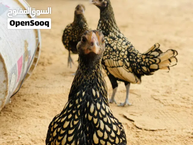 السلام عليكم ورحمة الله وبركاته  متوافر تالثه عتتيق سبريت انيق