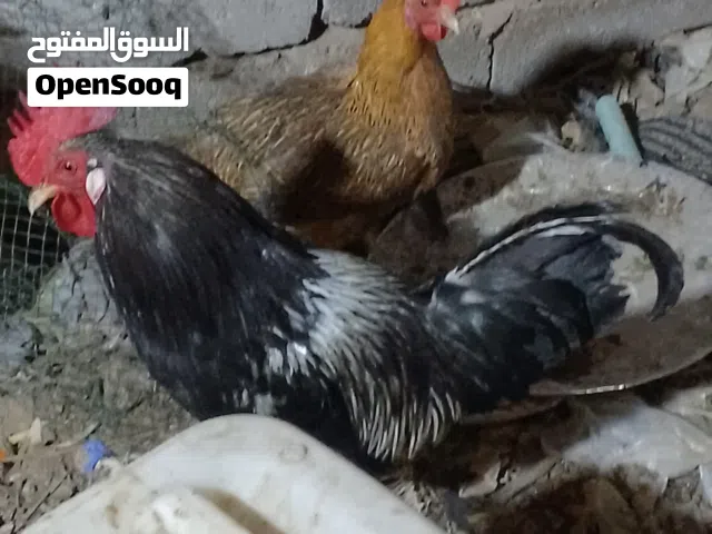 ديج عمر سنه وفوك ديج كحلي