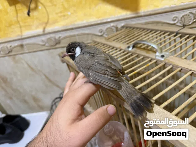 بلبل أليف عمر شهر ونص مخلف جاي يصبغ راسه مال ابو الخصيب اقره الوصف