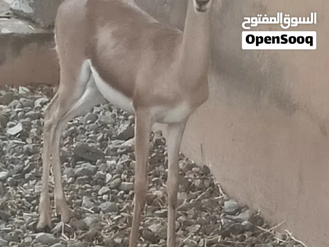 ذكر غزال الديماني يصلح فحل شبه اليف ياكل من اليد عمره اكثر من سنه فيه تصريح من البيه سعر 190ريال