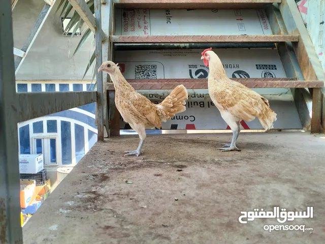 دجاج اسباني نمري للبيع