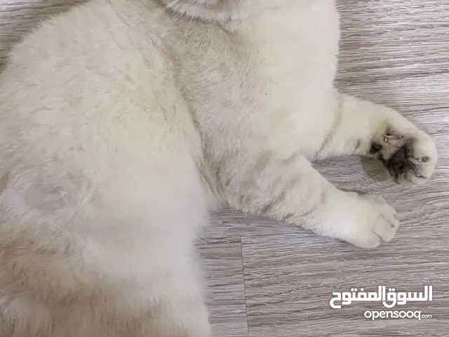 قط ذكر سكوتش فولد Ns12 (( للتزاوج ))
