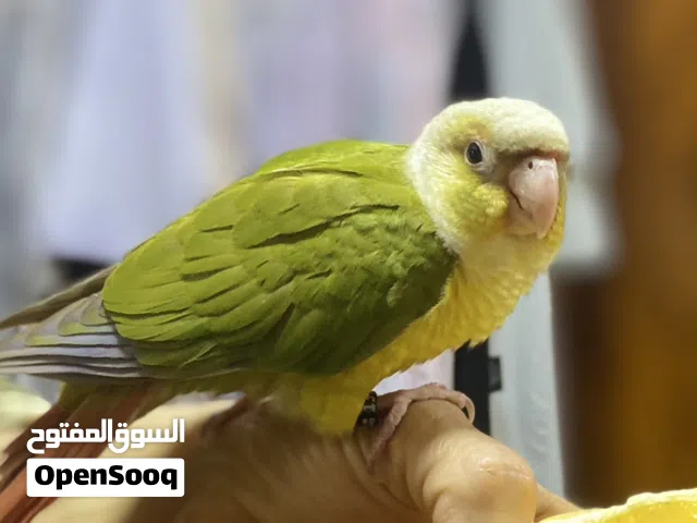 باينبل كنيور