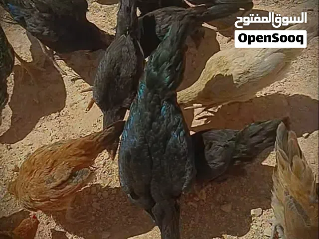 فراخ باكستاني بياض + بناديق لوهمن بياض + بلدي بياض