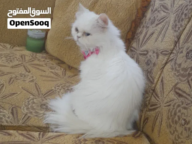 بسه موجوده بالسلط