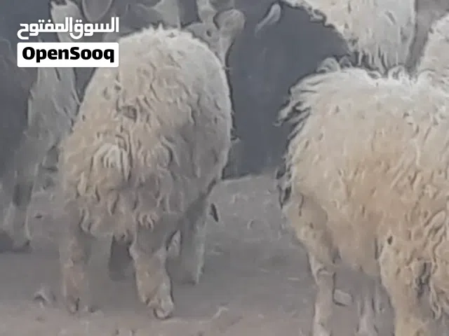 خرفان اضاحي للبيع