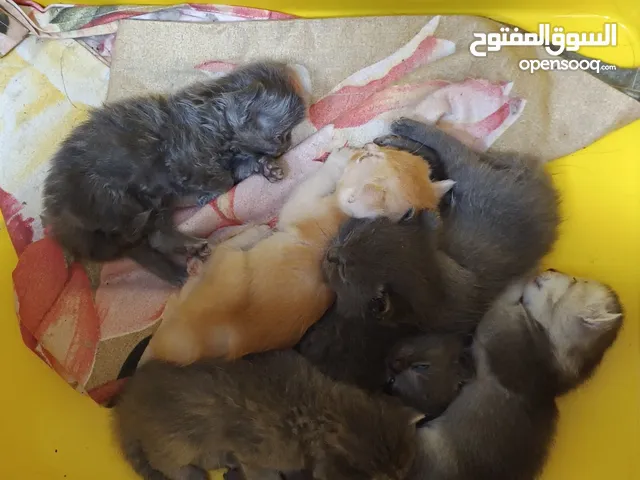 British Short hair, Persian, Neblung, Scottish Fold Kittens