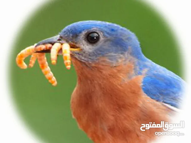 دود قبابي _ميل ورم _ Mealworm