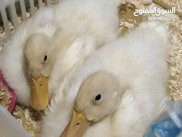 #بط للبيع بطتين بعمر شهر وأسبوع نظيفات ونشيطات وبصحة ممتازة