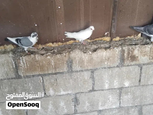 فحل اسطنبول وفحل بولندي
