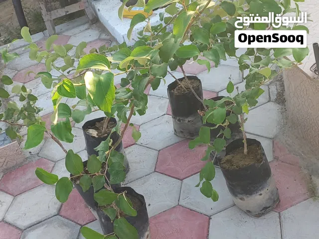 سدر تفاحي سكري سدر مقضماني