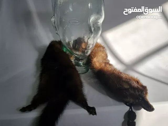 فرو حيوان المنك الفاخر - دفء وأناقة لا تُضاهى