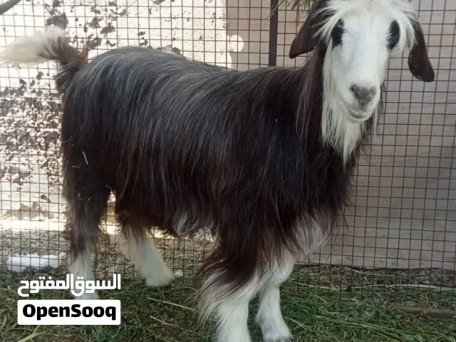 اغنام للبيع مستوى طيب