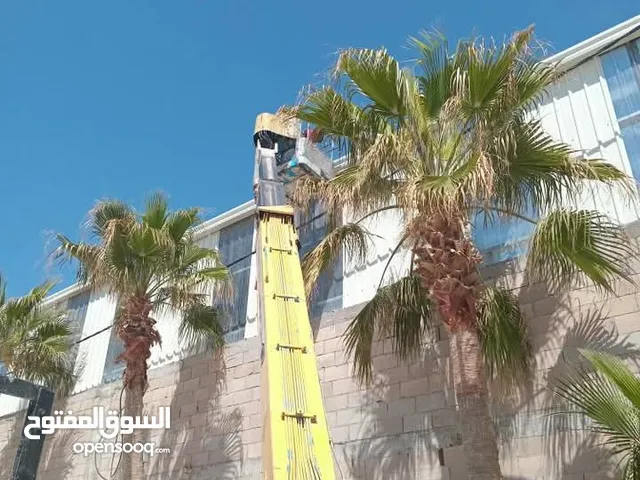 قص وتقليم اشجار النخيل