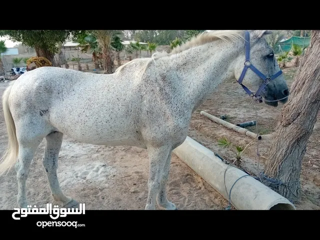 2500 pric Horse