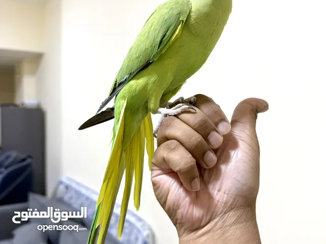 Female Indian Ringneck Tamed parrot Healthy and active