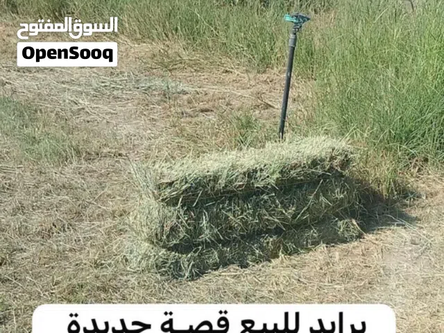 تتوفر لدينا برايد بكميات انتاج جديد