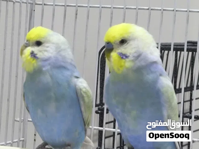 طيور حب ريمبو