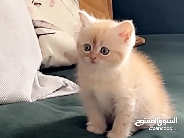 قطه كيتن للبيع في ابها