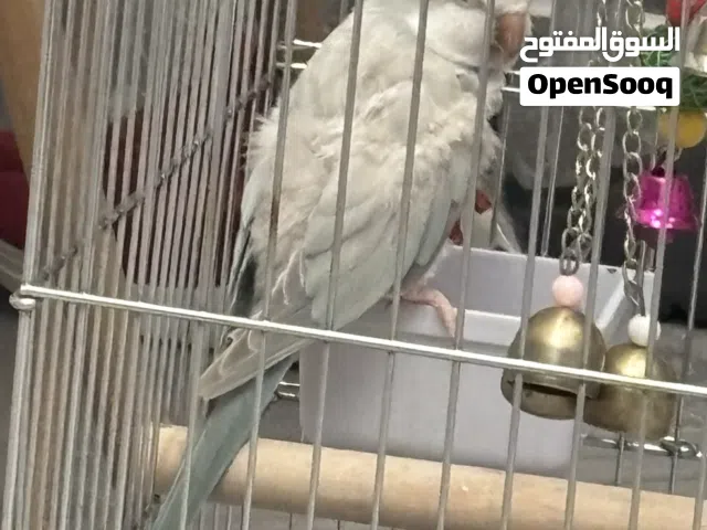 بغبغاء كويكر