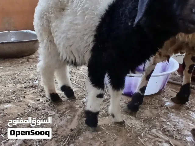 السلام عليكم ورحمة الله وبركاته