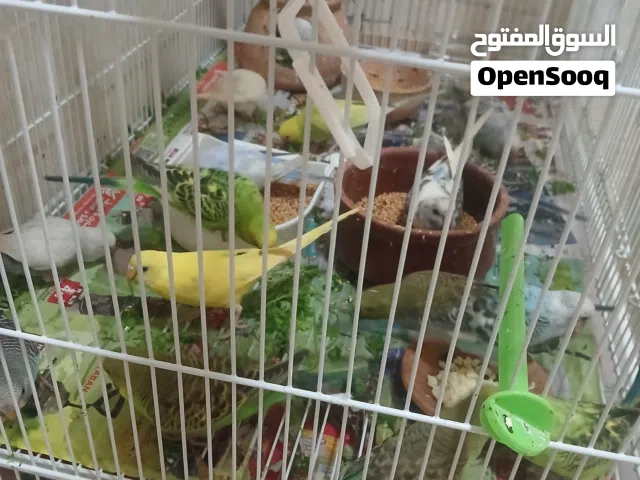 طيورالحب للبيع