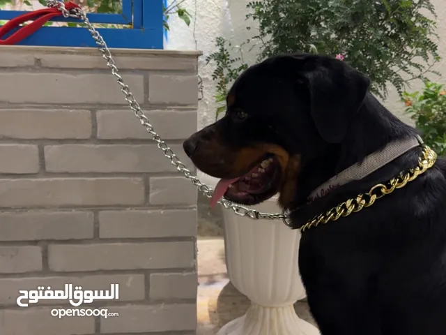 روت وايلر زكر الماني بيور