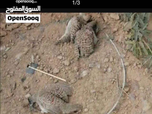 مصايد طيور فعاله وامورنا طيبة