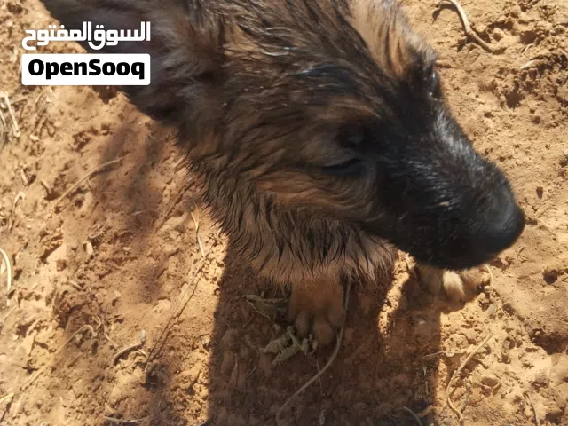 جرو مينوا ربي يبارك