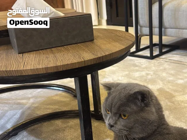 للبيع قط سكوتش فولد جميل جدًا