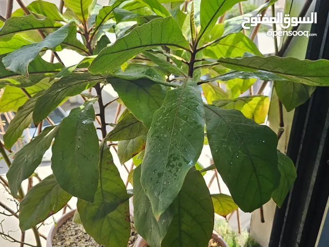 شتلات لوز .. شجر لوز