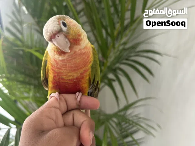 كنيور أناناس أليف لعوب