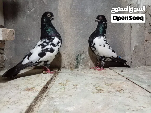 جوز مزهورات سود قد كفت اليد شغالات وتحتهم بيض