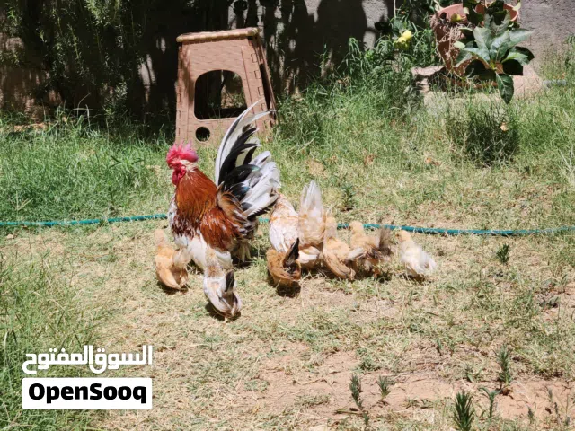 متوفر كوبية كيني
