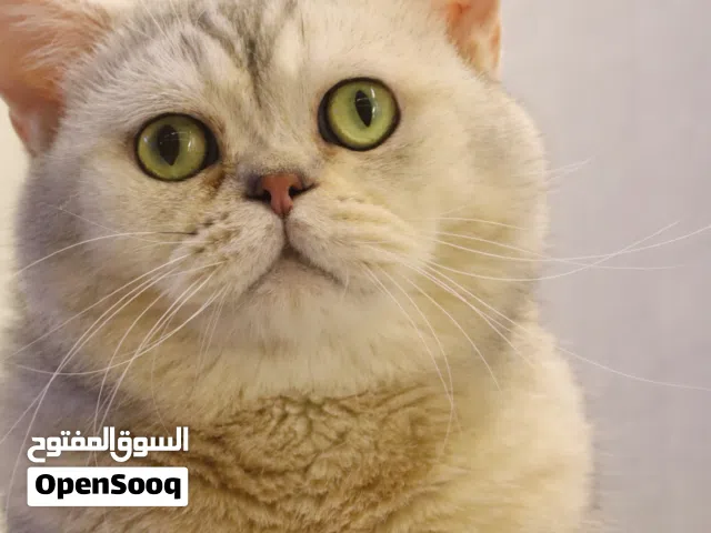 للبيع قطط سكوتش بيور
