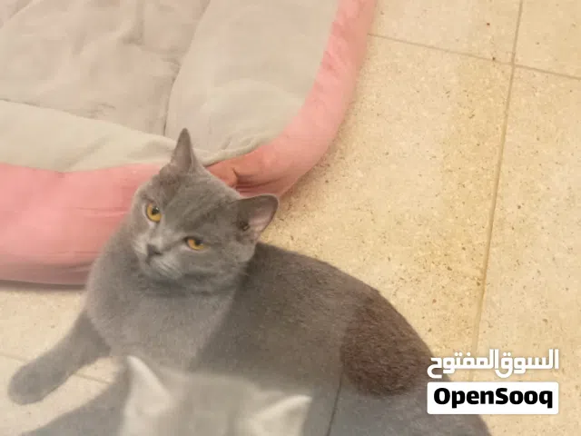 British short hair kittens available