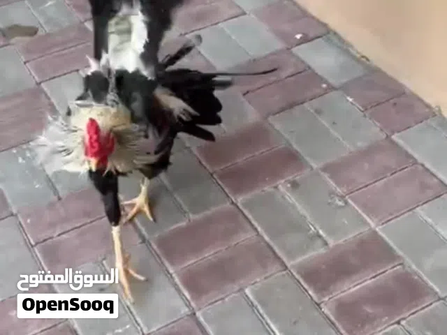 ديج ميوالي حار للبيع للتواصل