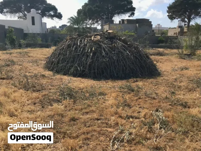 فحم زيتون 100 شوال