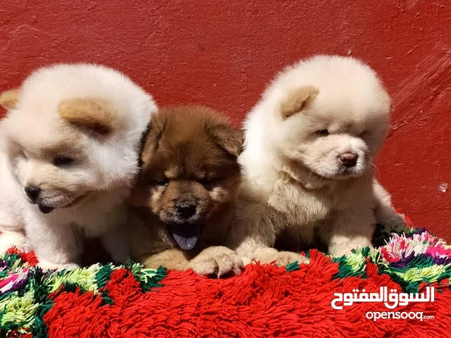 chow chow age 40 jeur vaccine