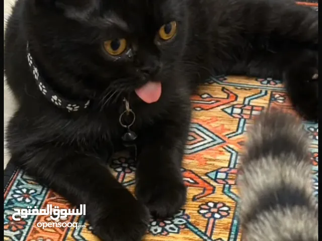 سكوتش فولد ب