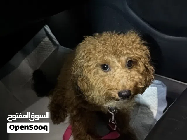 بودل العمر 9اشهر لعوب وايد ويحب الأطفال