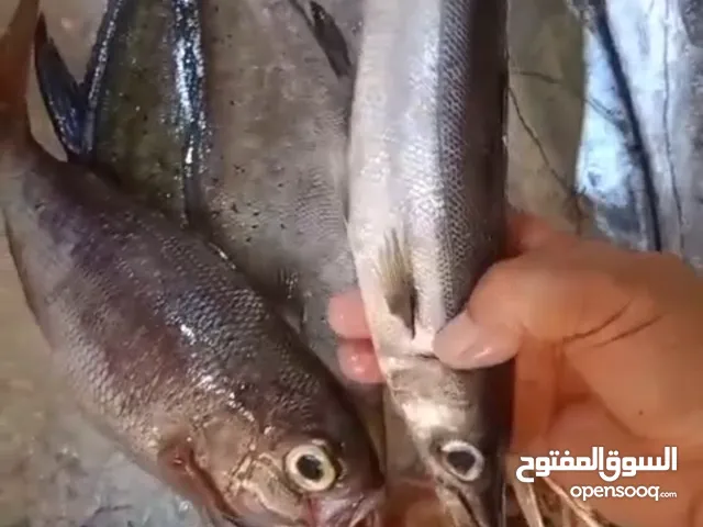 سمك صيد ثول طازج صيد يومي