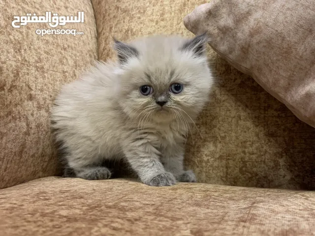 قط انثى عمر شهر ونص