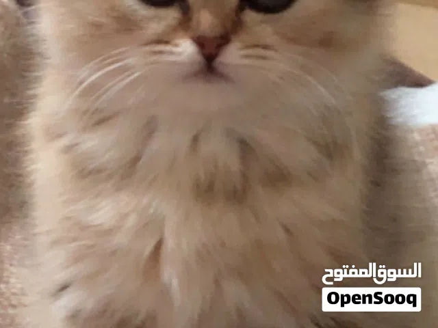 سكوتش ستريت  جولدن Ny25