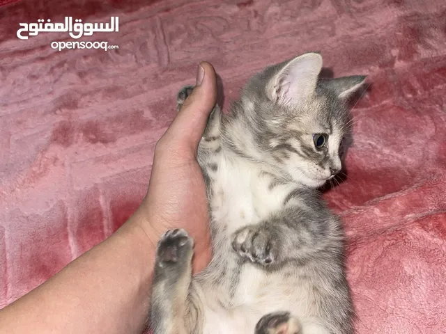 قطط اناثي للبيع