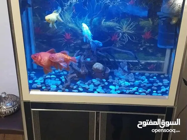 حوض سمك اجنبي بحالة الوكالة