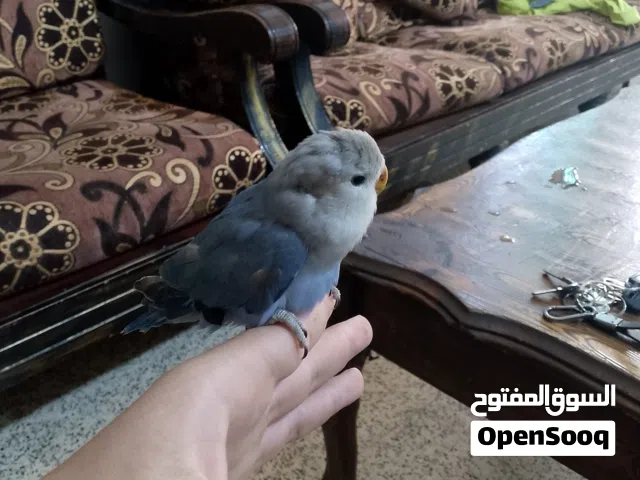 3 عصافير روز لايف