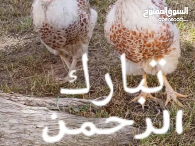 ذكر الله واجب