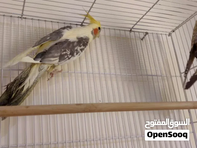 متاح زوج كوكتيل الغحل مسبع والطيره ايزبيل علي وشك ابياض طيور منتجه