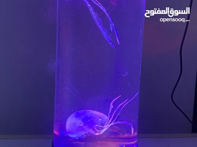 حوض قناديل مظيئة